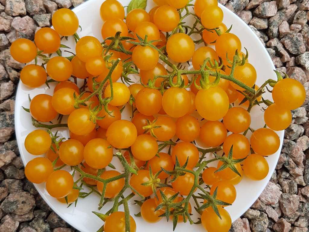 Gold Rush Currant